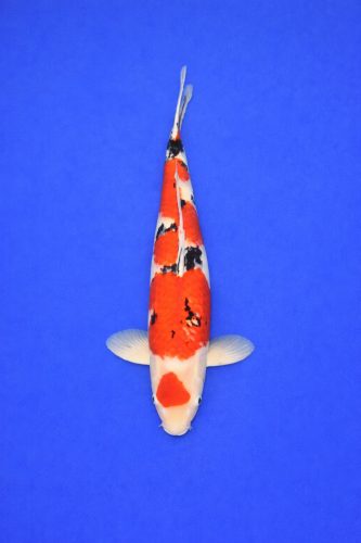 Marusei 25-maruten sanke