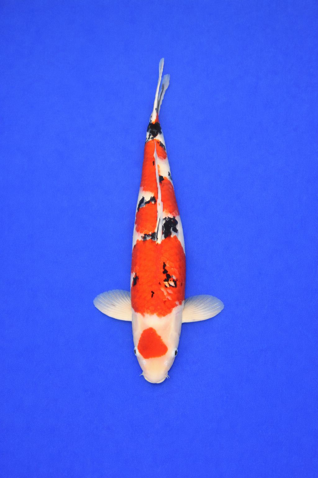 Marusei 25-maruten sanke