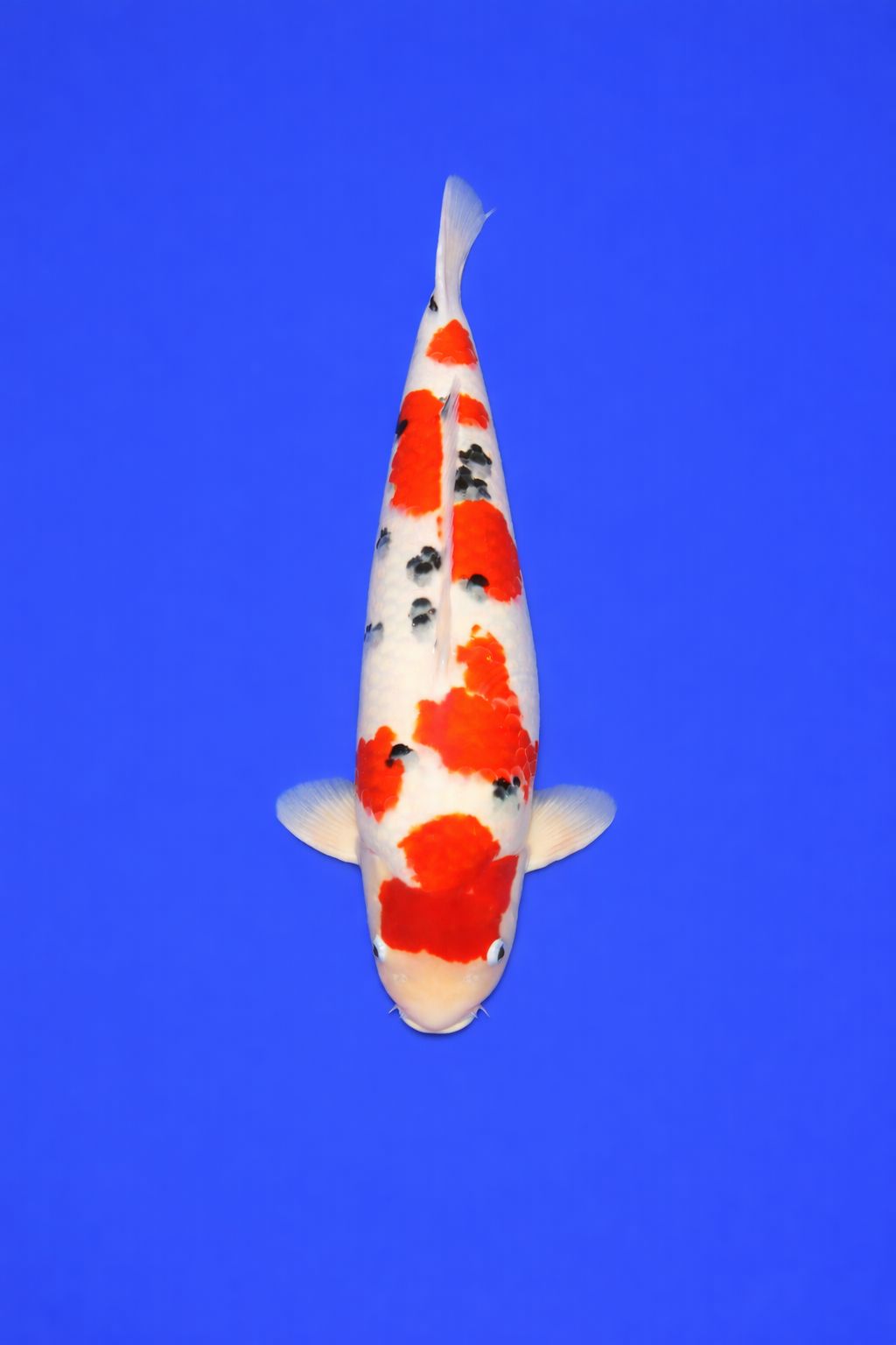 Marusei 25 sanke Marusei 25 sanke