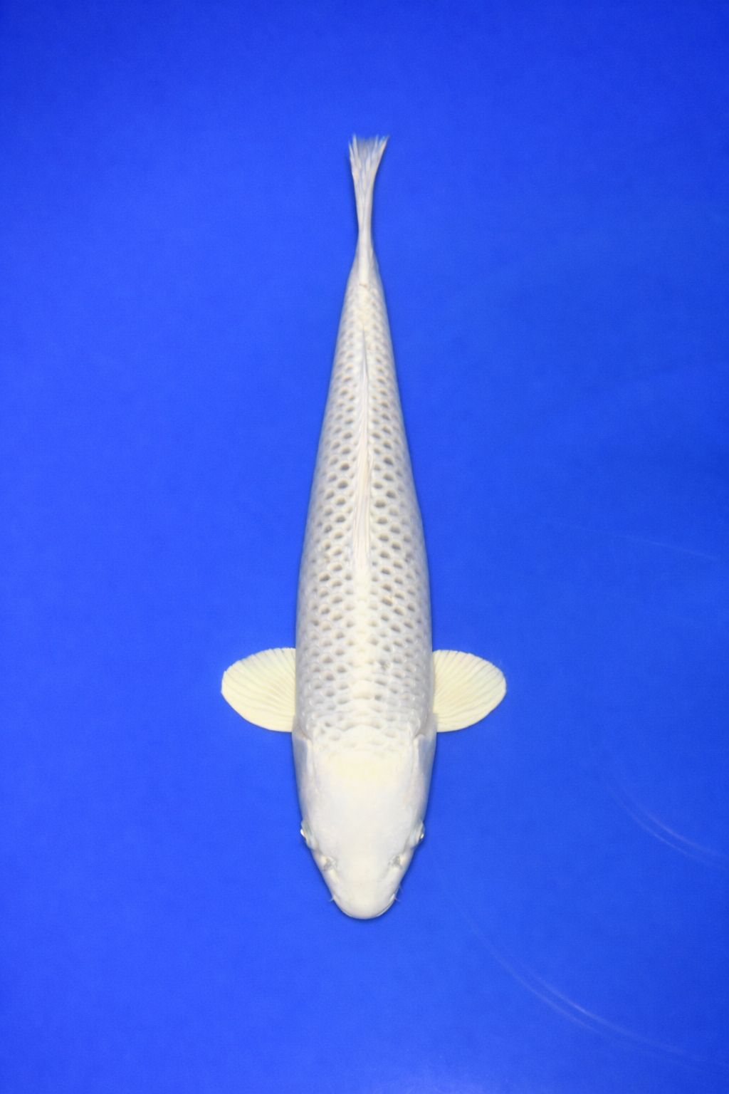 SAKA-001 1495 SAKA-001 1495