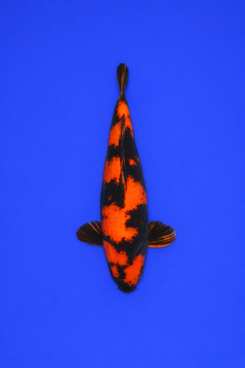 SHN-Laatste met D Showa