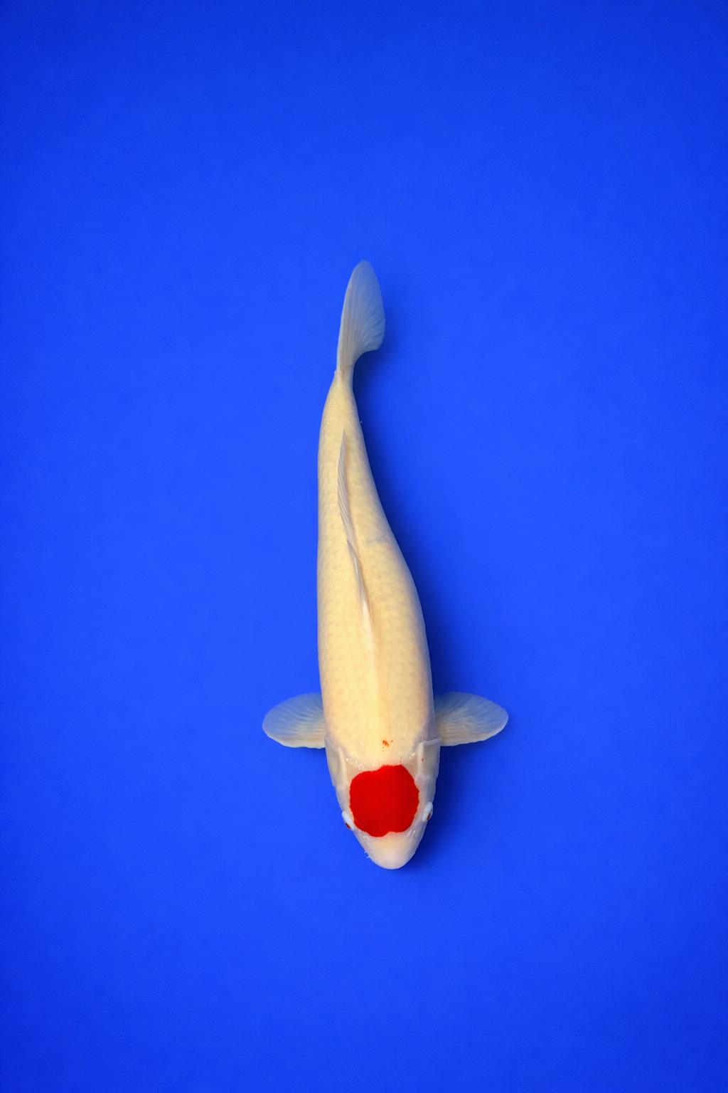 WhatsApp Image 2026-01-31 at 10.48.07