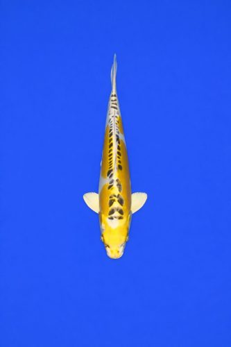 ZZZ Geen label (AAO-29)