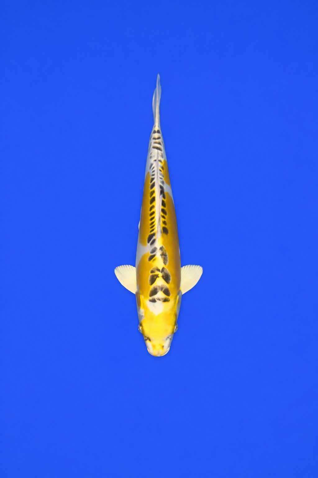 ZZZ Geen label (AAO-29)