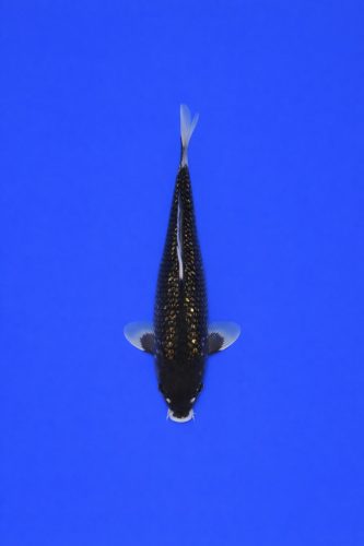 ZZZ Grote bak AAO - 001