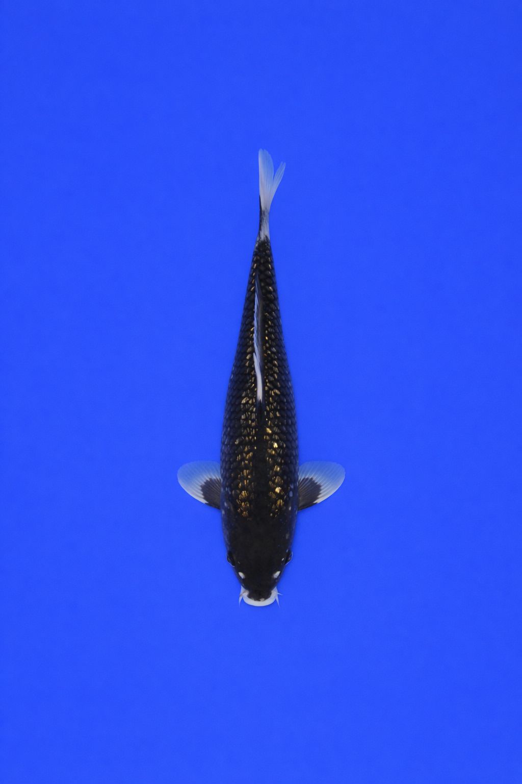 ZZZ Grote bak AAO - 001