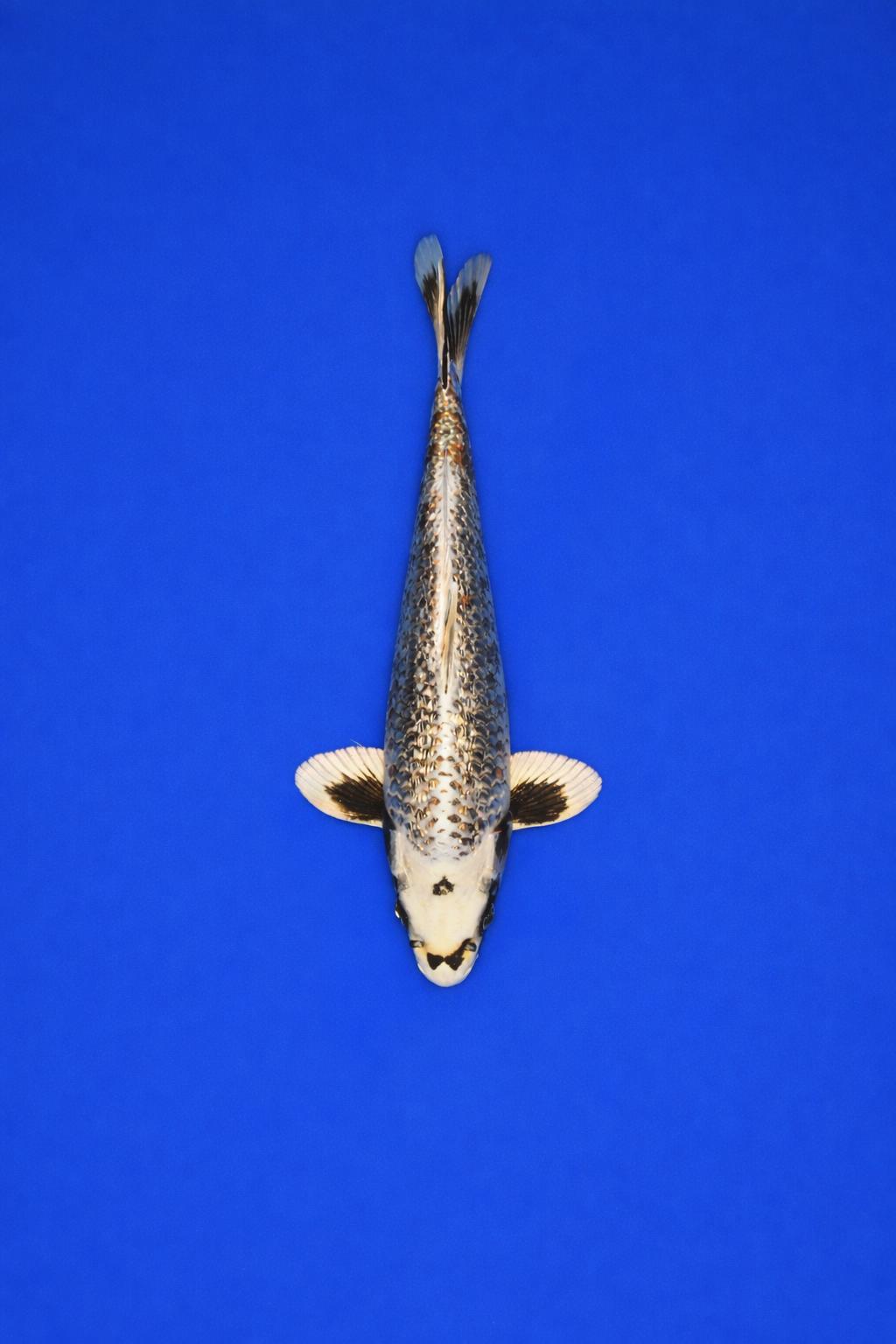 ZZZ Grote bak AAO - 025 ZZZ Grote bak AAO - 025