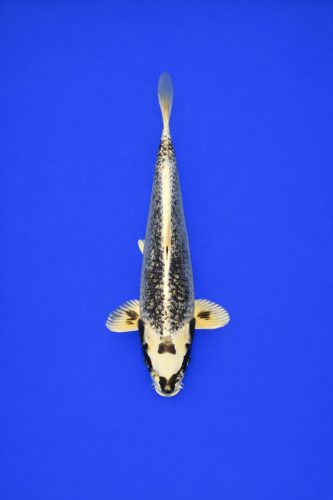 ZZZ Grote bak AAO - 038 - 449EUR