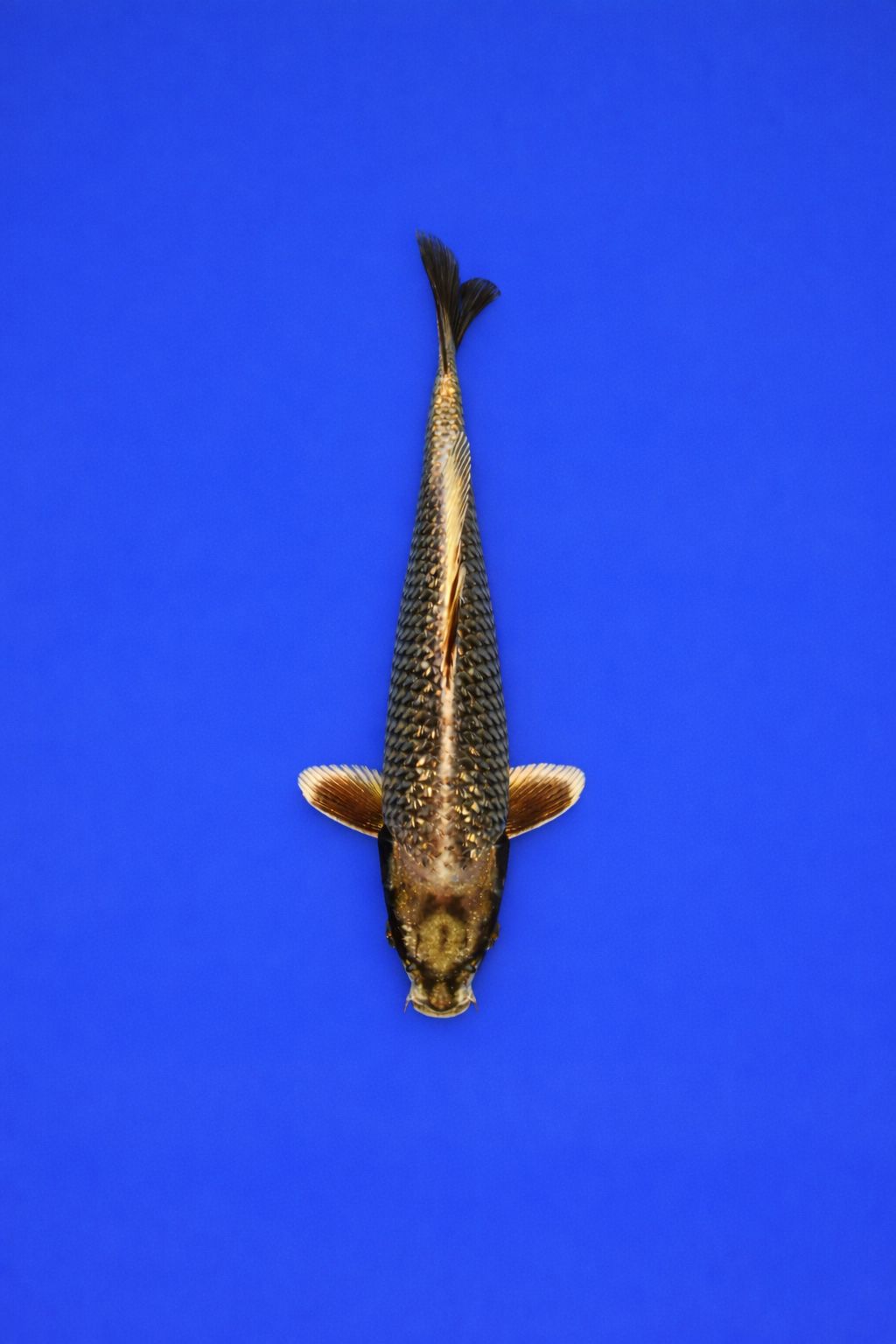 ZZZ Grote bak AAO - 041 - 449EUR