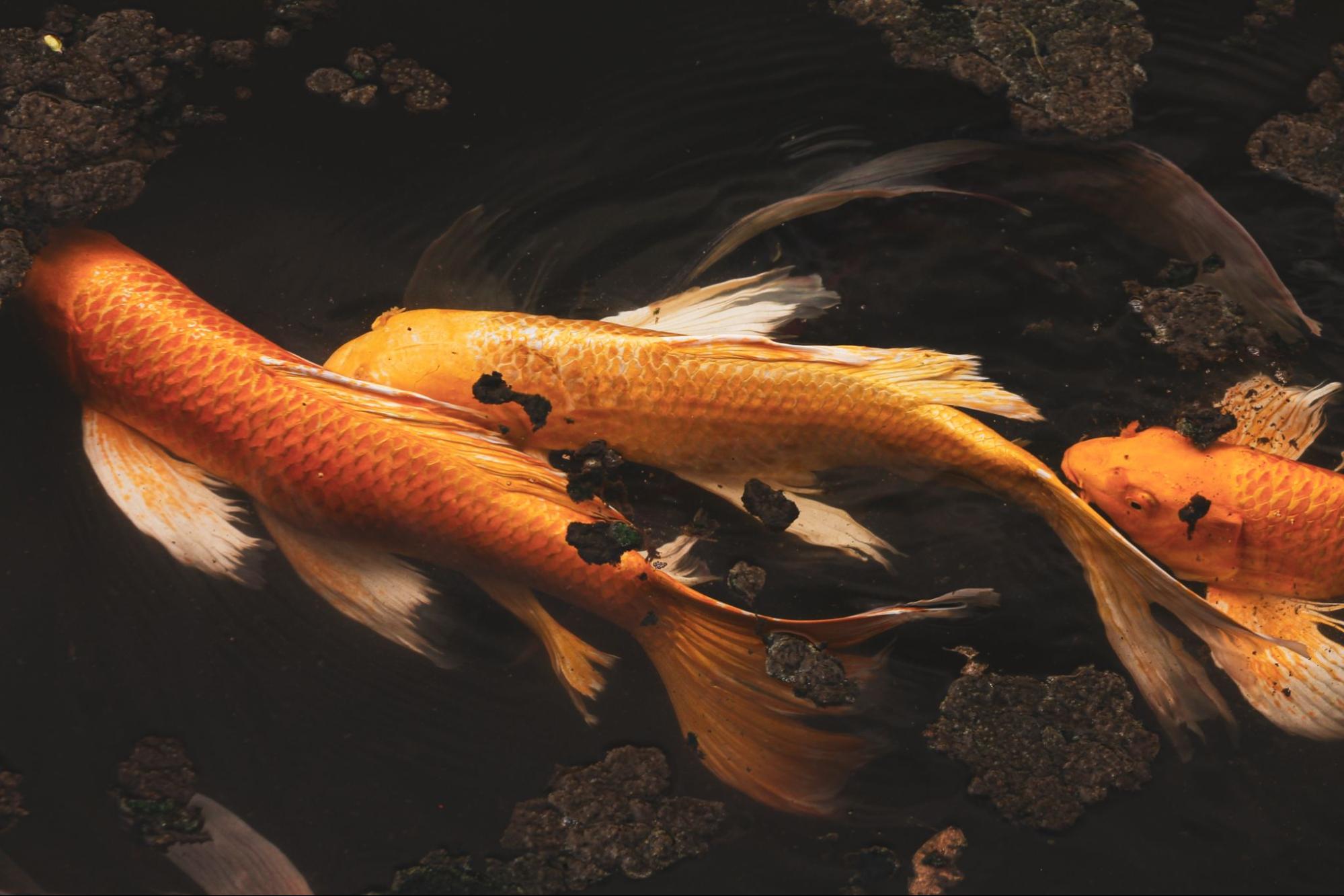 Koi vissen in een vijver met vervuild water en zichtbaar vuil op het oppervlak.