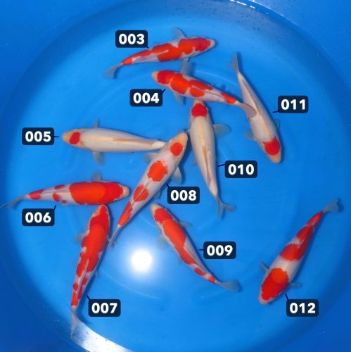 WhatsApp Image 2026-03-26 at 15.55.29 WhatsApp Image 2026-03-26 at 15.55.29