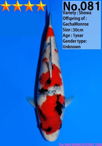 WhatsApp Image 2026-04-01 at 15.31.04 (1)