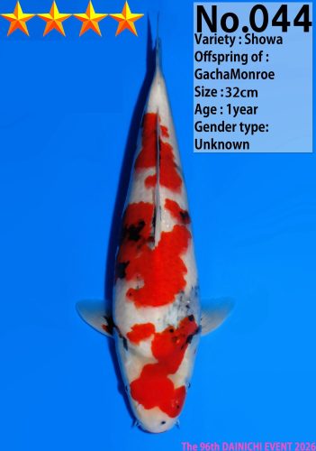 WhatsApp Image 2026-04-01 at 15.31.04