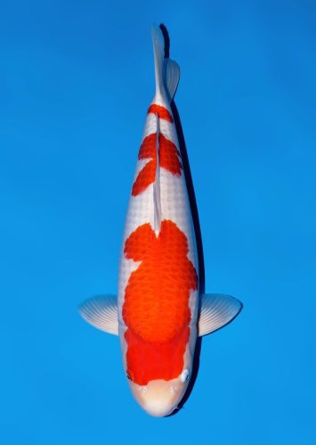 WhatsApp Image 2026-04-04 at 22.49.15