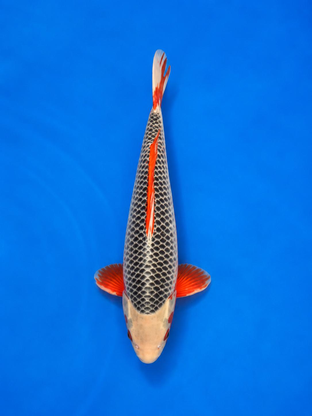 UNI-25-005 UNI-25-005