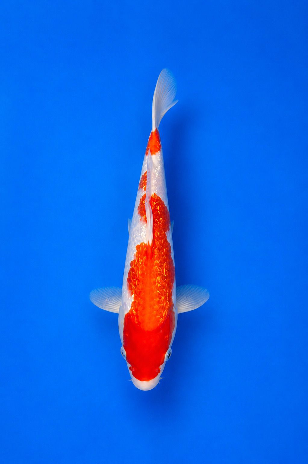 MARU-25-006 Ginrin Kohaku