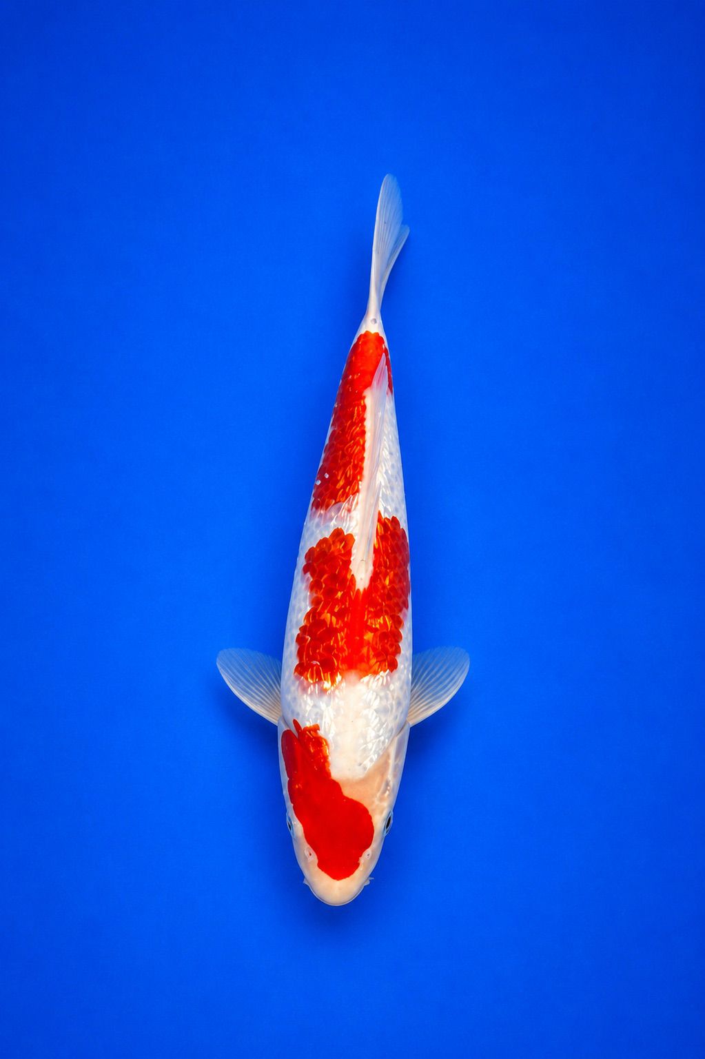 MARU-25-007 Ginrin Kohaku MARU-25-007 Ginrin Kohaku