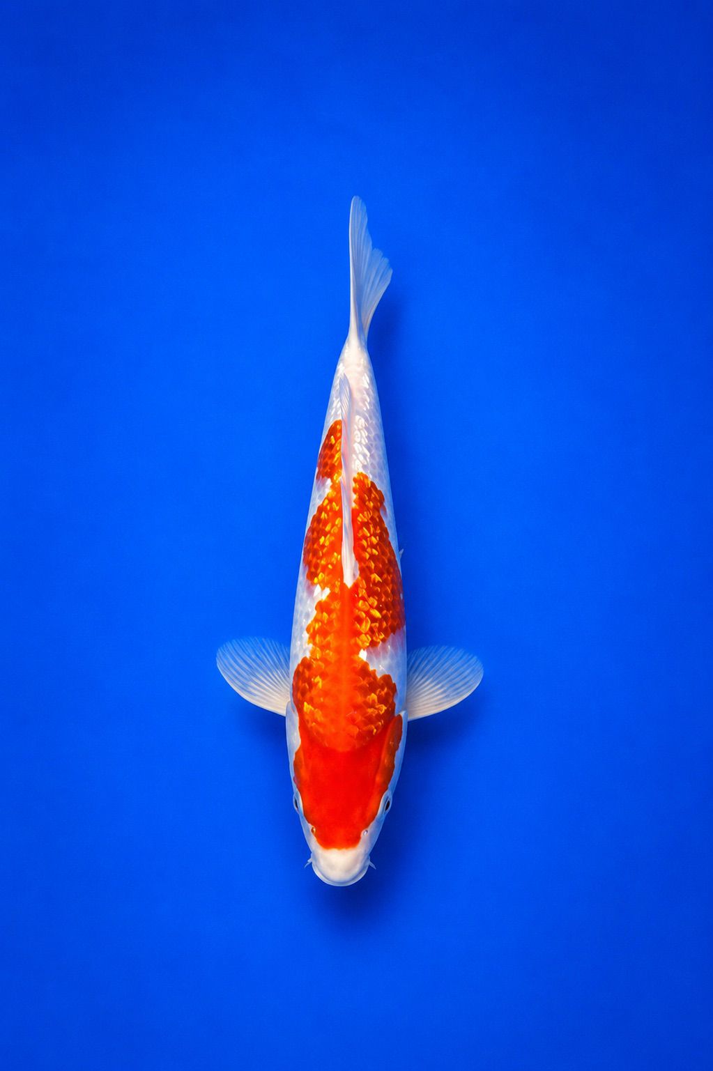 MARU-25-009 Ginrin Kohaku