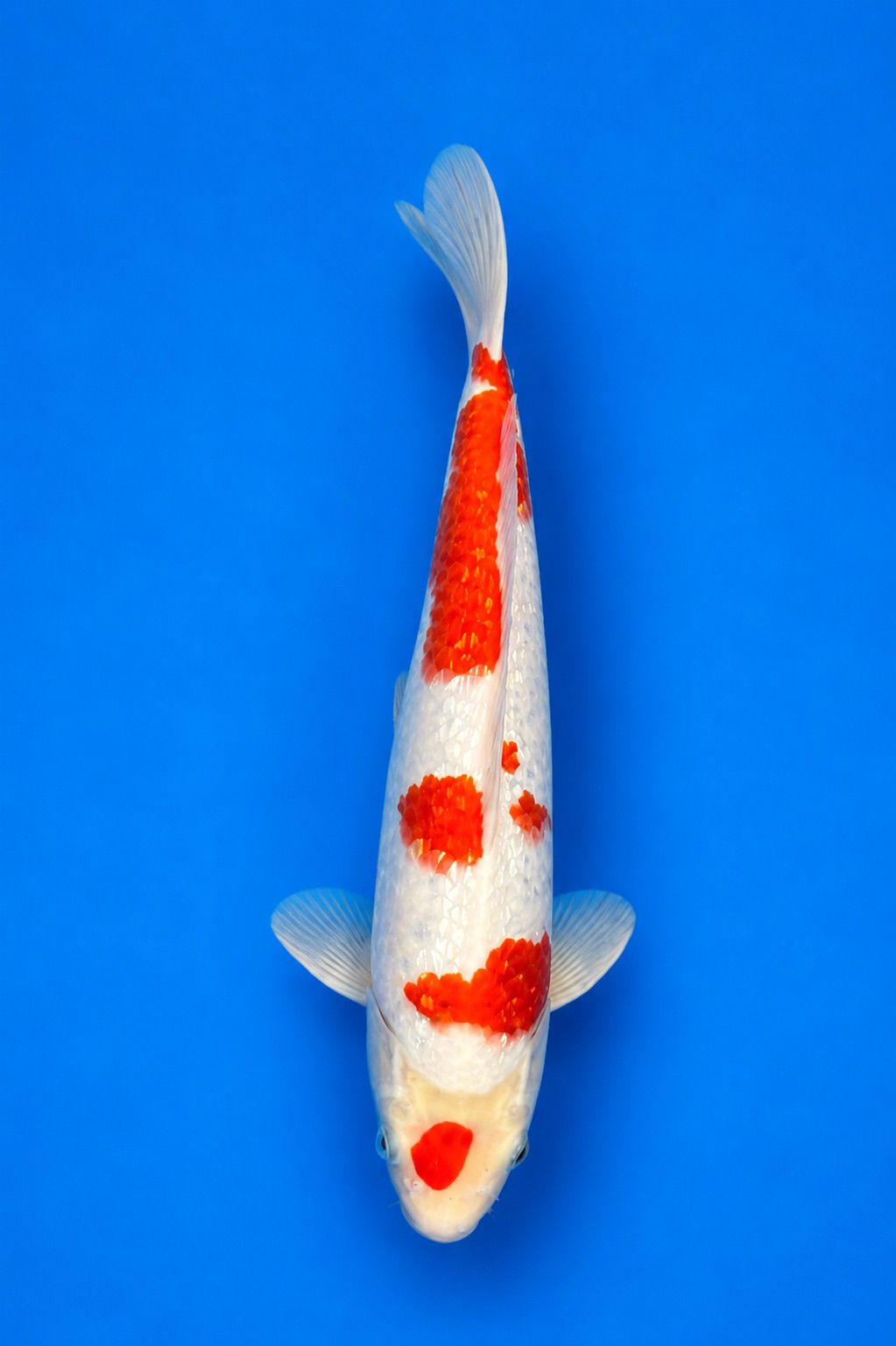 MARU-25-010 Ginrin Kohaku MARU-25-010 Ginrin Kohaku