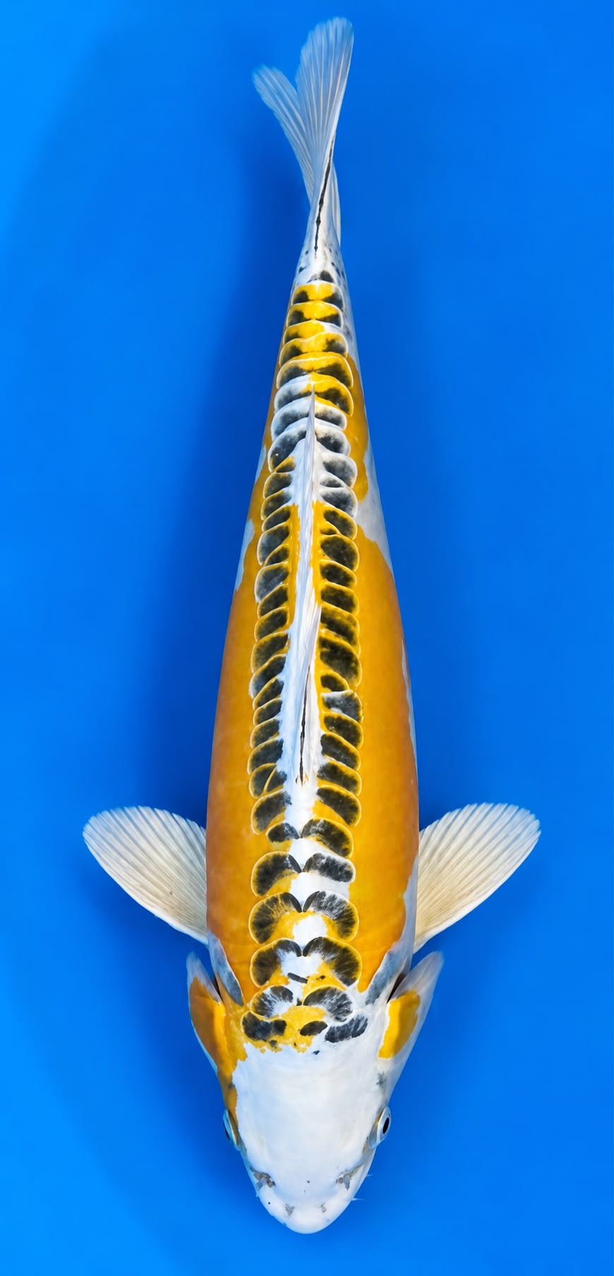AOKI-26-006