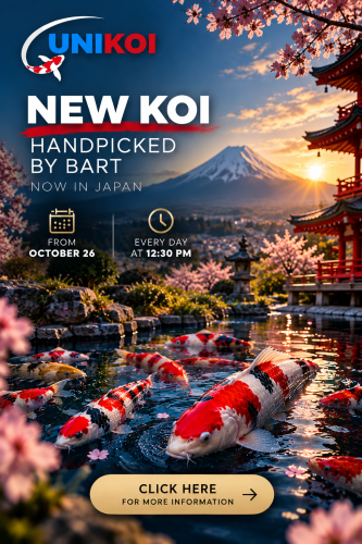 New Koi in Japan_ A Golden-Hour Garden New Koi in Japan_ A Golden-Hour Garden