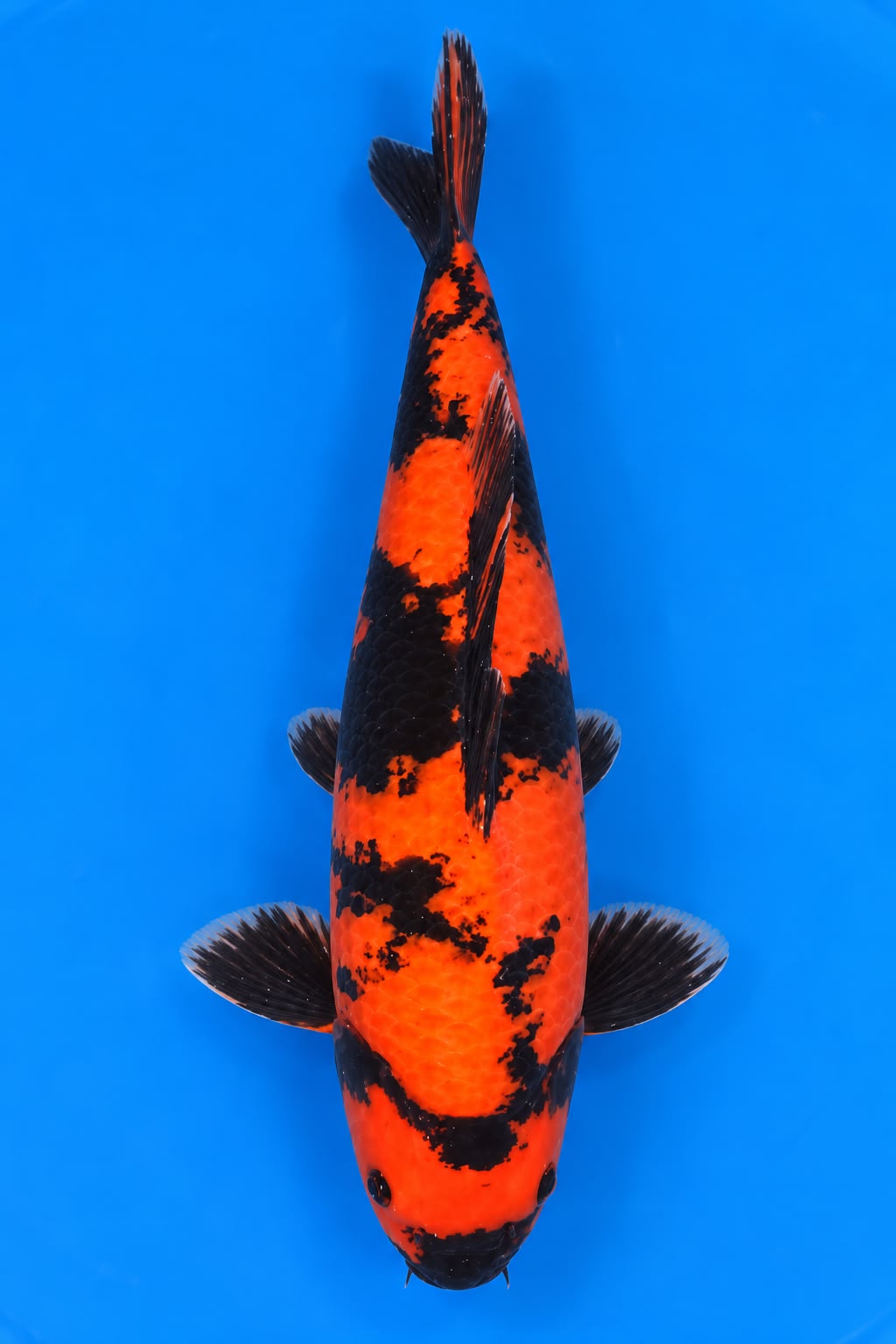 SHN-26-001