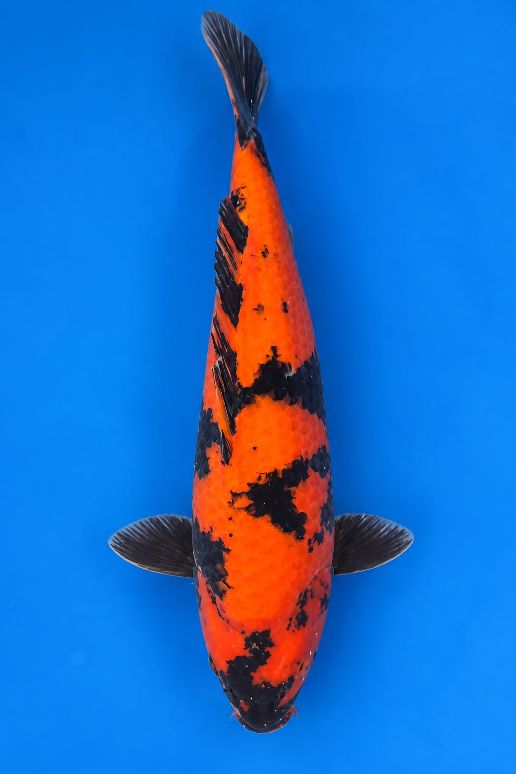 SHN-26-002