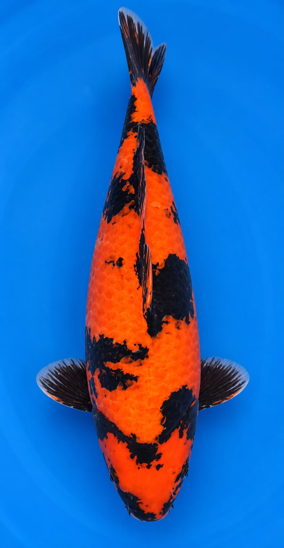 SHN-26-003