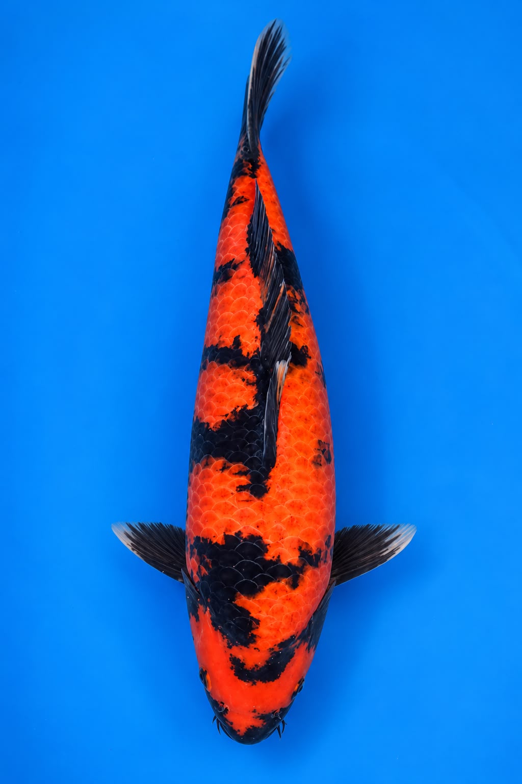 SHN-26-005