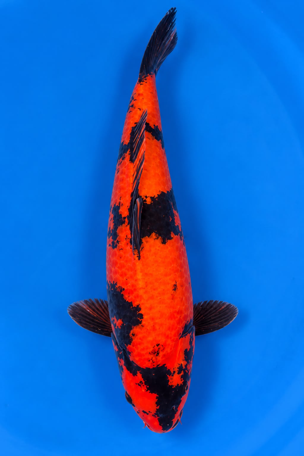 SHN-26-009