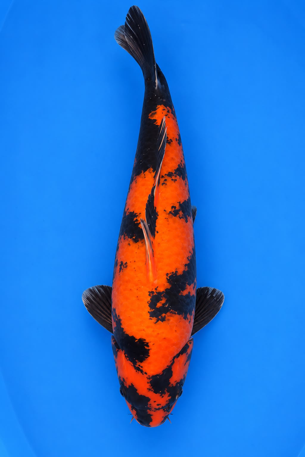 SHN-26-010
