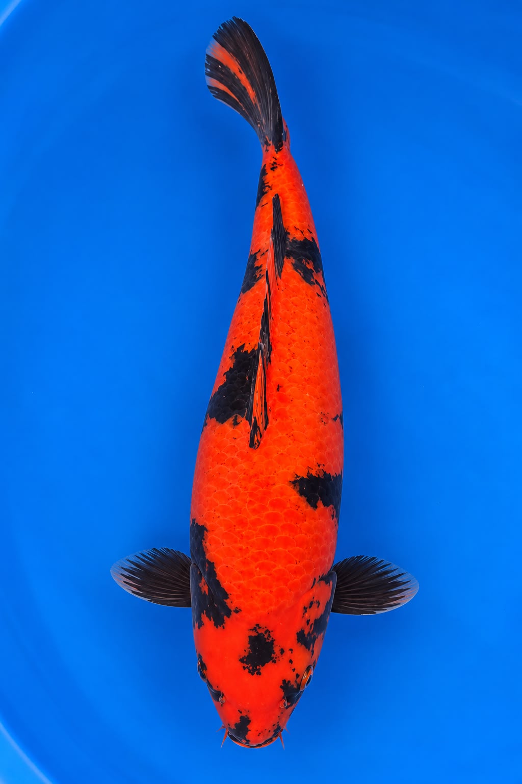 SHN-26-011