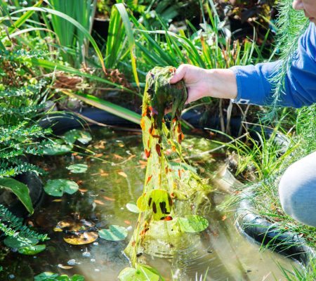 Persoon verwijdert draadalgen uit een vijver vol planten