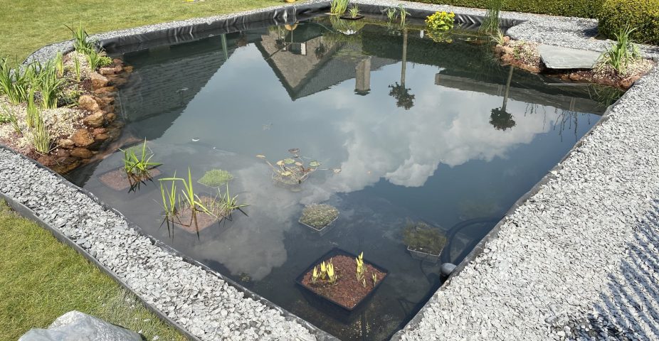 Koi-vijver met helder water, beplanting en natuurlijke inrichting als basis om van je tuin een koi-paradijs te maken