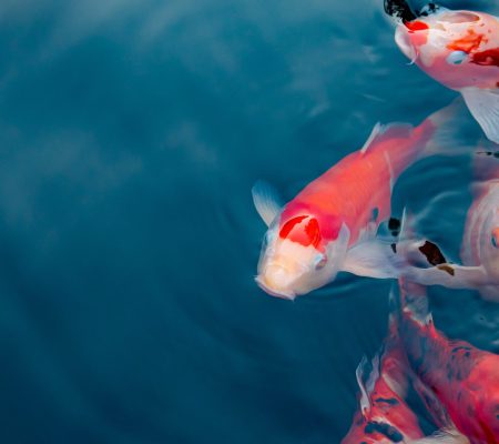 Koi karpers die in een ruime vijver zwemmen, waar ze ouder kunnen worden