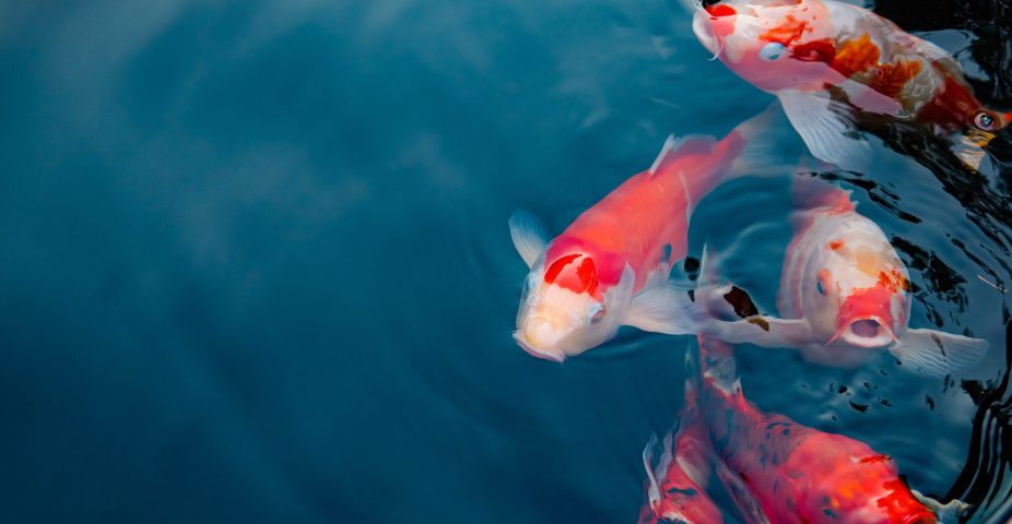 Koi karpers die in een ruime vijver zwemmen, waar ze ouder kunnen worden