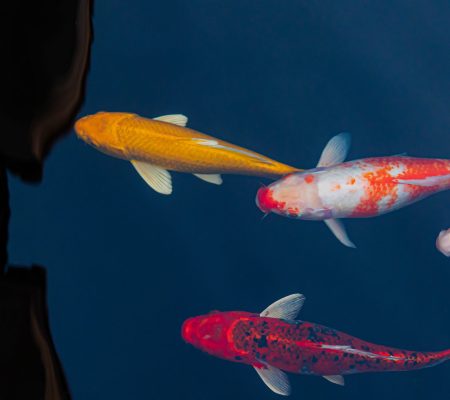 Gezonde Japanse koi met sterke lichaamsbouw en heldere kleuren, een belangrijk kenmerk om een goede koi te herkennen