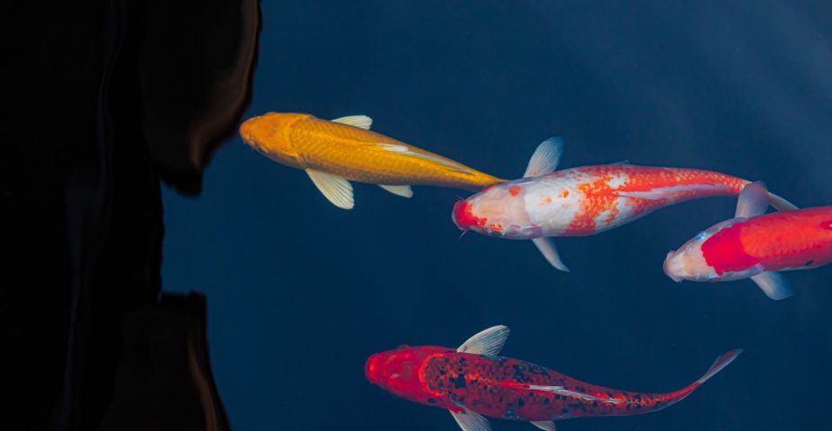 Gezonde Japanse koi met sterke lichaamsbouw en heldere kleuren, een belangrijk kenmerk om een goede koi te herkennen