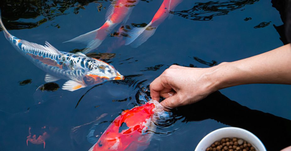 Koi die met de hand gevoerd worden in de vijver, een voorbeeld van gecontroleerd en bewust koi voeren