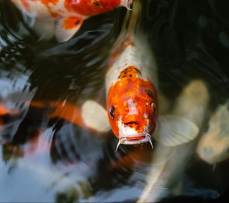 Koi karper zwemt in vijverwater aan het oppervlak.