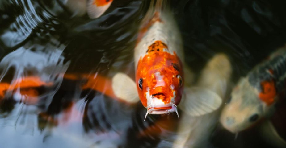 Koi karper zwemt in vijverwater aan het oppervlak.
