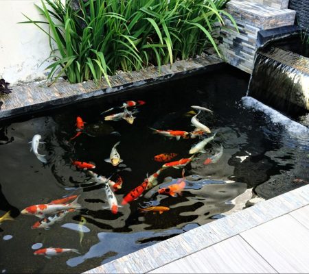 koi in vijver met zichtbaar groepsgedrag terwijl ze samen zwemmen en voedsel zoeken