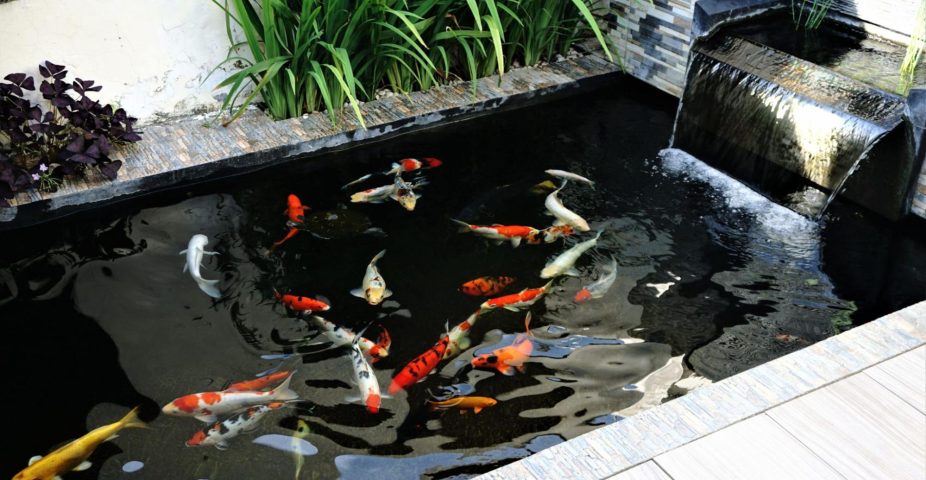 koi in vijver met zichtbaar groepsgedrag terwijl ze samen zwemmen en voedsel zoeken