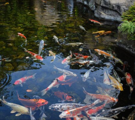 Grote groep koi in uiteenlopende kleuren en patronen samen in een tuinvijver.