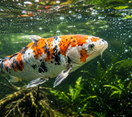 Koi zwemt door helder vijverwater met fijne luchtbelletjes voor extra zuurstof.