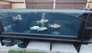 Koi tank vijver