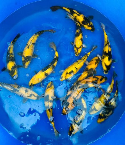 Japanse koi
