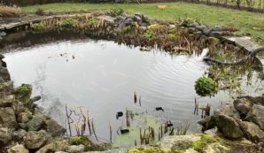 Vijver voorbereiden voor winter