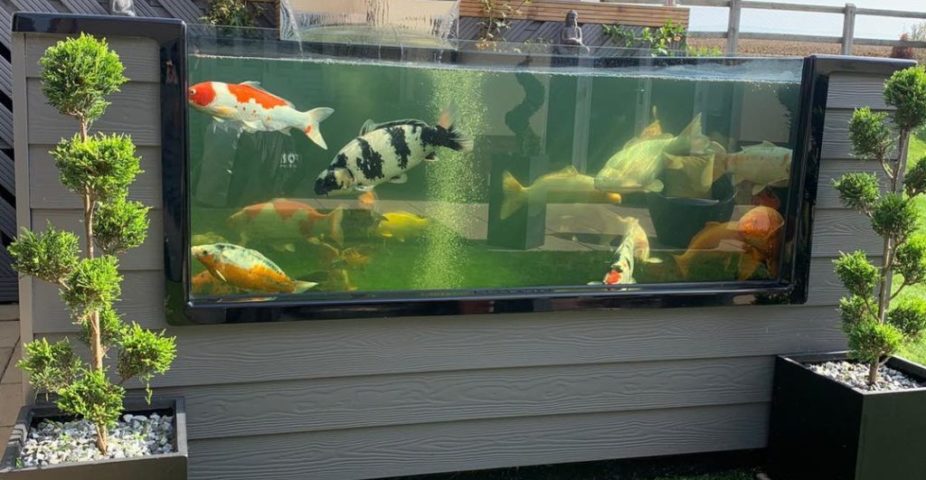 koi tank