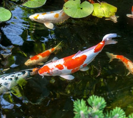 Koi in topconditie houden